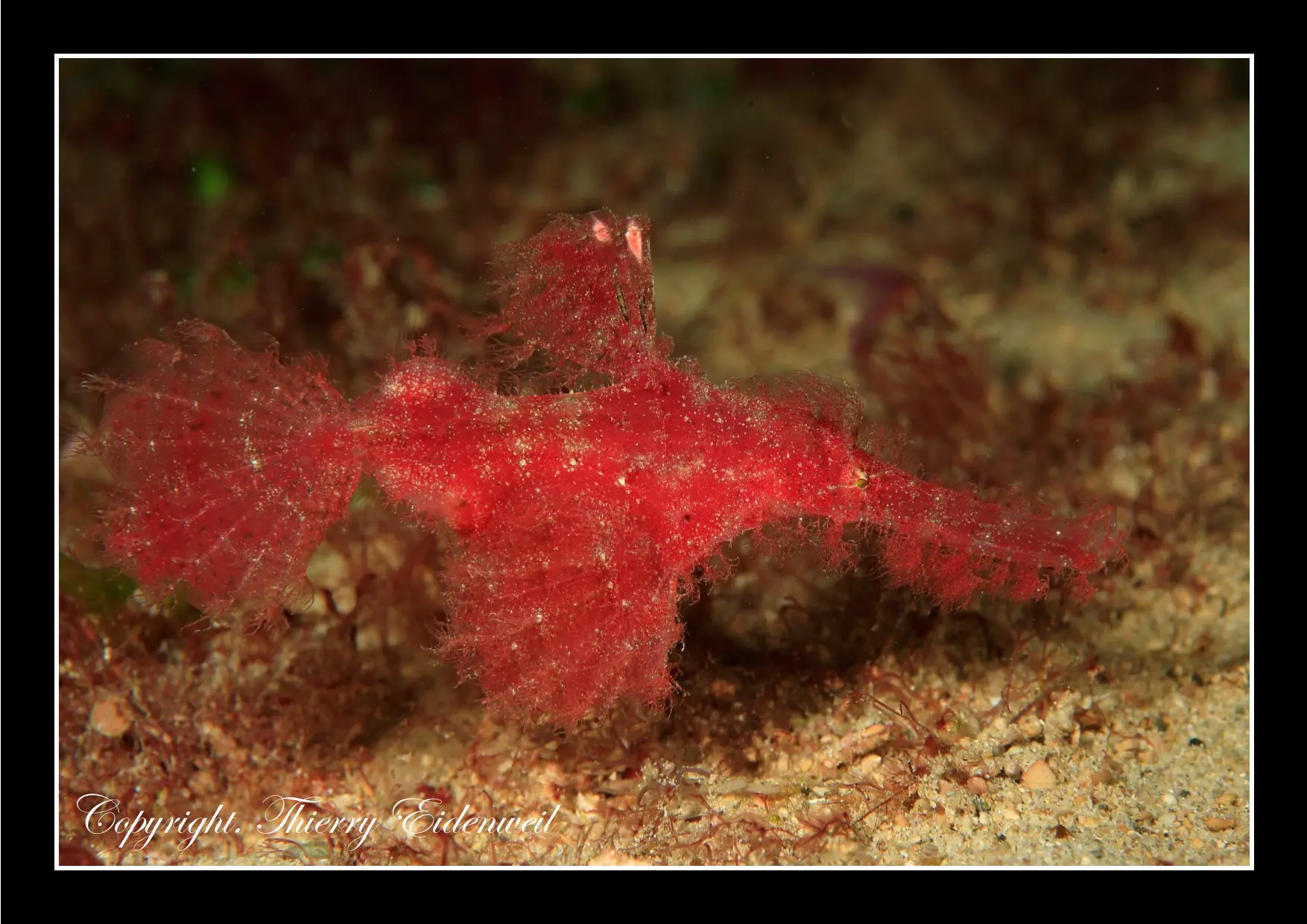 Anilao Macro Dive Media Highlight